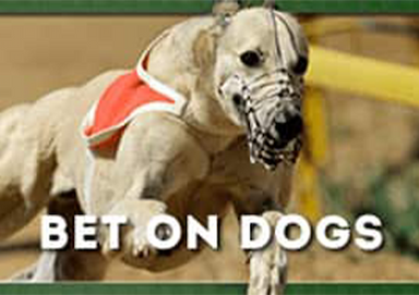 Bet on dogs